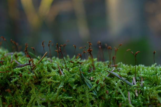 istock Ceratodon purpureus plants in the forest 1437917487