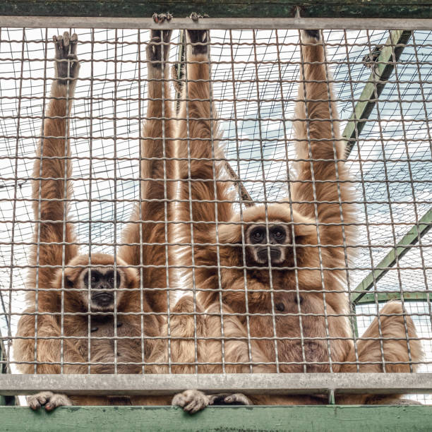 istock Monkeys staying in the cage. Animal rights concept 1437919303