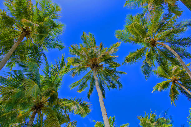 istock Tropical palm trees against the blue sky. Bottom view. 1437919836