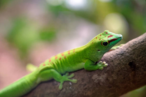 A closeup shot of a green lizard on a tree in a forest