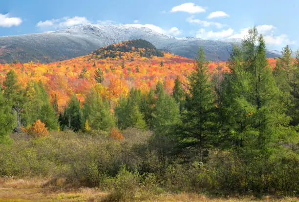 Autumn scene in White Mountains of New Hampshire. Brilliant blue sky, tall evergreen trees, vibrant fall foliage, and dusting of fresh snow on summit of Mount Lafayette.