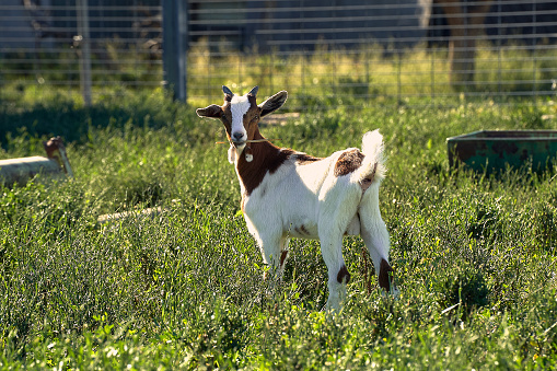 A goat at a grassy field on a sunny day