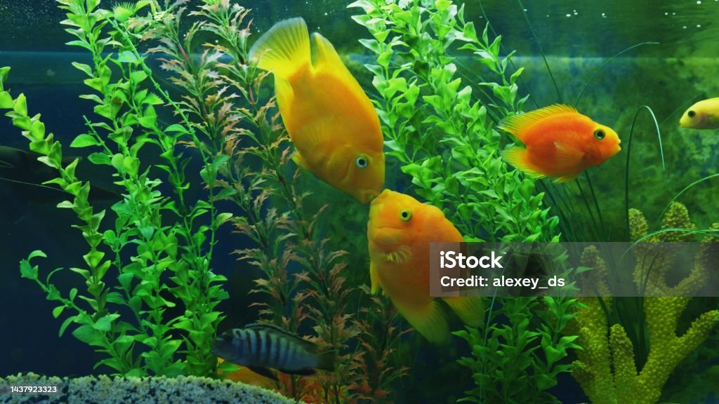 Two cute yellow fish swim and kiss in the aquarium Animal Stock Photo