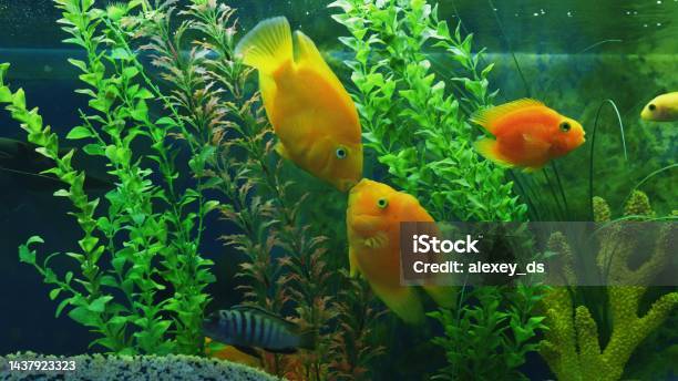 Two Cute Yellow Fish Swim And Kiss In The Aquarium Stock Photo - Download Image Now - Animal, Animal Themes, Animals In Captivity