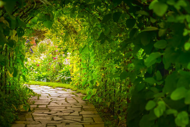 istock Image of plants tunnel 1437924073