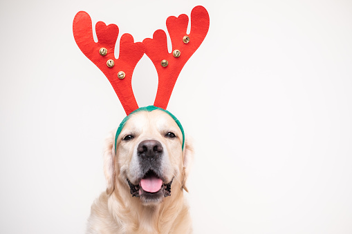 Cute big dog sitting in red Christmas reindeer antlers on a white background. Postcard with golden retriever for new year and Christmas with space for text.