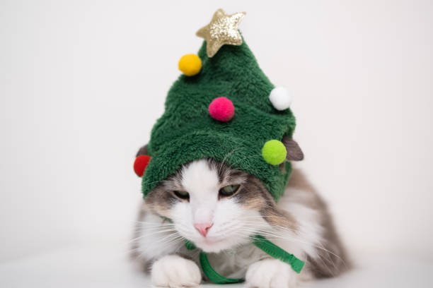 istock Christmas cat asleep on white background in funny Christmas tree-shaped hat. Postcard with space for text. 1437925497