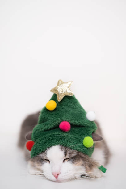 istock Christmas cat sleeping on a white background in a funny hat shaped like a Christmas tree. Vertical photo with space for text 1437925694