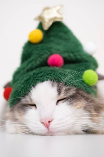 istock Christmas cat sleeping on a white background in a funny hat shaped like a Christmas tree. Vertical photo with space for text 1437925852