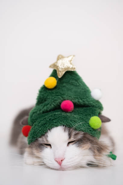 istock Christmas cat sleeping on a white background in a funny hat shaped like a Christmas tree. Vertical photo with space for text 1437925910