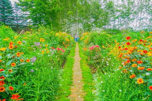Road surrounded by multicolored flowers. Shooting Location: Hokkaido Furano