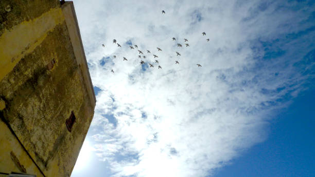 istock birds flying over moroccan building against blue sky 1437927647