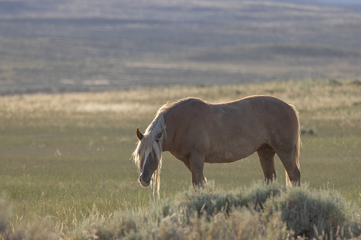 a beautiful wild horse in summer in the Wyoming desert
