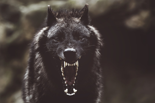 A soft focus of a fierce growling black wolf with sharp teeth