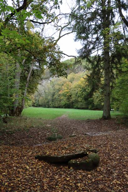 istock Path in the woods in autumn 1437929619