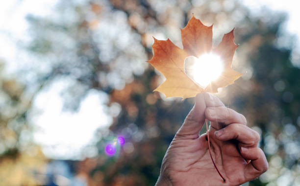 istock maple autumn golden yellow leaf with heart shape in middle.sunlight 1437929677