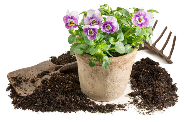 istock Repotting flowers - isolated 1437929777