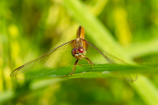 Close-up dragonfly on rice leaves in rice fields