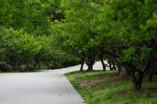 istock Trees and leaves in the park 1437930204