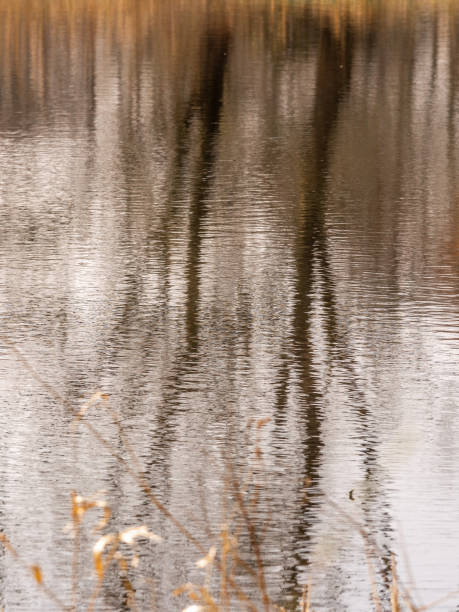 istock Abstract Reflections of winter trees 1437930416