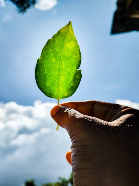 istock A leaf of flower towards the sky 1437930545