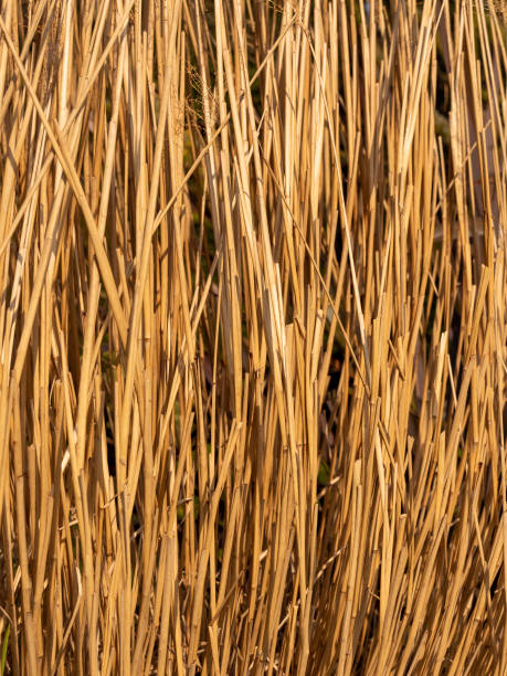 istock Common rush growing on edge of pond 1437930647