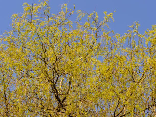 istock Abstract Reflections of winter trees 1437930648