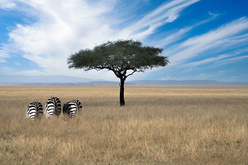 istock Three Zebras and Acacia Tree 1437931628