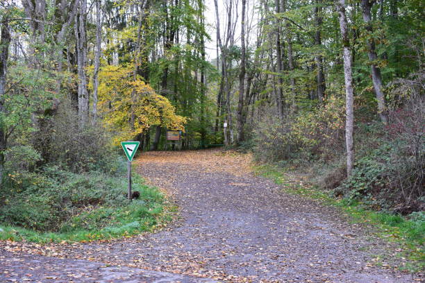 istock forest parking lot in autumn 1437932218
