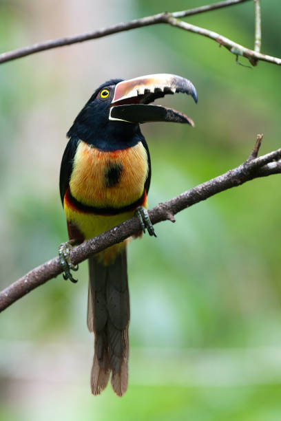 Aracari at Arenal National Park Costa Rica Aracari at Arenal National Park Costa Rica channel billed toucan stock pictures, royalty-free photos & images