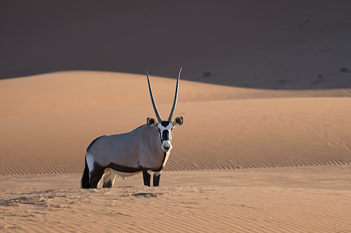 Oryx in The desert of Namib at sunset - Namibia