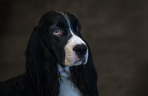 A beautiful portrait of a black and white springer spaniel head on a blurry background