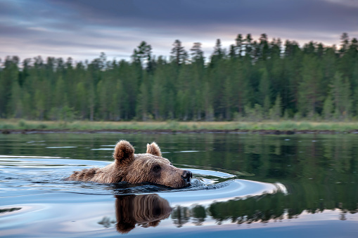 A bear swimming in the lake with a forest in the background in a lake in finland near kumho wide angle