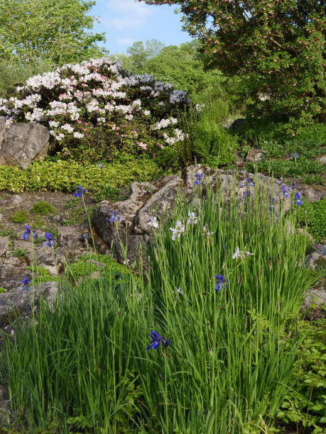 istock Rock garden in Nancy Botanical Garden 1437932511