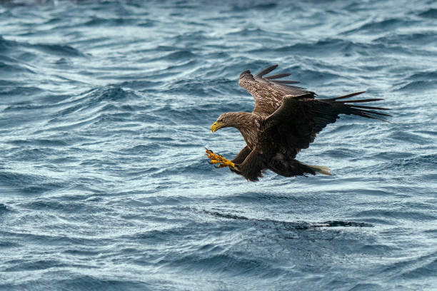 istock Sea Eagle catching a fish in winter at lofoten Islands - Norway 1437933073