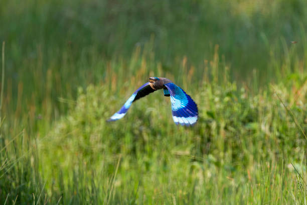 Indian Roller in flight at bandhavgarh National Park Indian Roller in flight at bandhavgarh National Park coracias benghalensis stock pictures, royalty-free photos & images