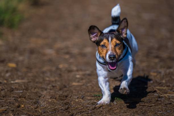 istock Closeup shot of a multi colored jack Russell terrier running down a path 1437934166