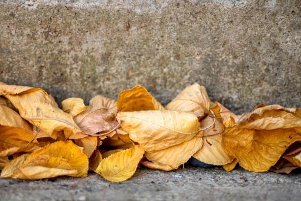 istock Yellow maple leaves on a concrete staircase 1437934169