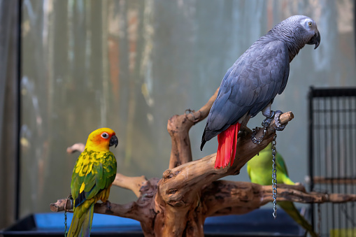 African Gray parrot and Sun Conure on artificial tree trunk