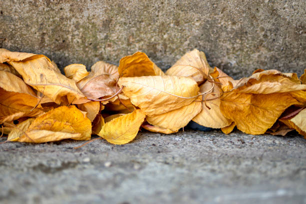 istock Yellow maple leaves on a concrete staircase 1437934748