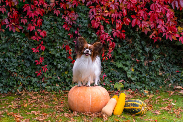 Papillon dog stand on a pumpkin. Thanksgiving day, fall season, halloween holidays. Purebred continental toy spaniel looking at camera. Autumn colors background. Lap dog with big ears. papillon perro de pie sobre una calabaza. día de acción de gracias, temporada de otoño, vacaciones de halloween. spaniel de juguete continental de raza pura mirando a la cámara. fondo de colores otoñales. perro faldero con orejas grandes.