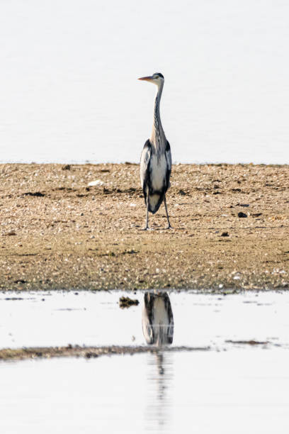 istock Gray Heron walking in a pond 1437935018