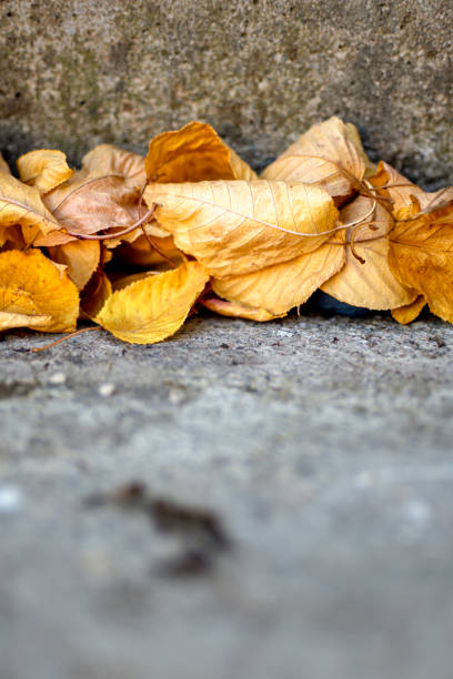 istock Yellow maple leaves on a concrete staircase 1437935031