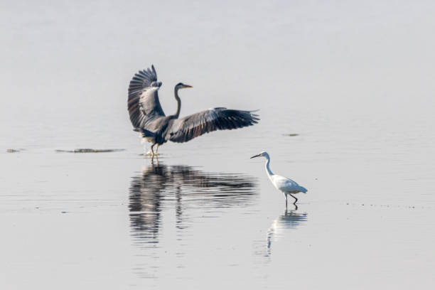 istock a Gray Heron and a Great Egret in a pond 1437935144