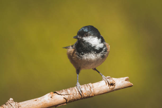 istock Coal tit perched on a branch on ocher background. 1437935697