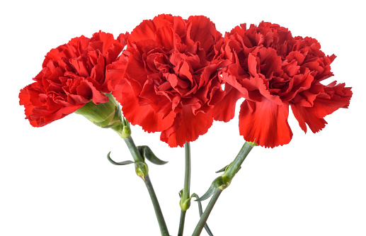 Red Carnations flowers isolated on white background