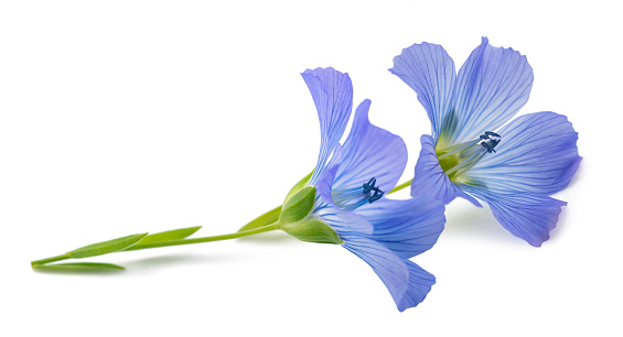 Blue Flax Flowers isolated on white