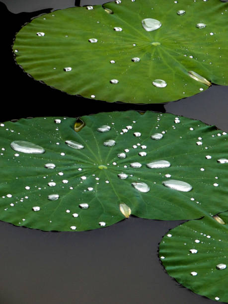 istock Lotus buds and leaves 1437935969