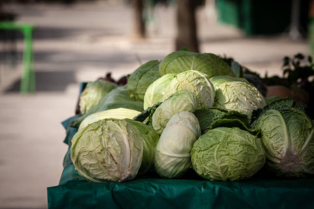 Selective blur on a pile of green and white cabbages for sale on Ljubljana Market in Slovenia. Cabbage, or brassica oleracea capitata is a common vegetable in Europe. Picture of a pile of Cabbages for sale in a market in Ljubljana; Slovenia. Cabbage, comprising several cultivars of Brassica oleracea, is a leafy green, red (purple), or white (pale green) biennial plant grown as an annual vegetable crop for its dense-leaved heads. It is descended from the wild cabbage (B. oleracea var. oleracea), and belongs to the cole crops or brassicas, white cabbage stock pictures, royalty-free photos & images