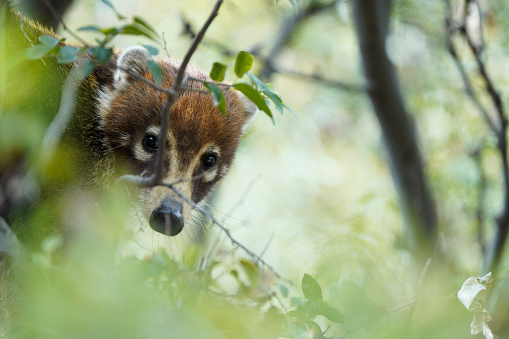 Elusive coati mundi peeking from a tree